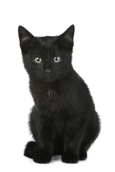 Černá Těsnopis kotě — Stock fotografie