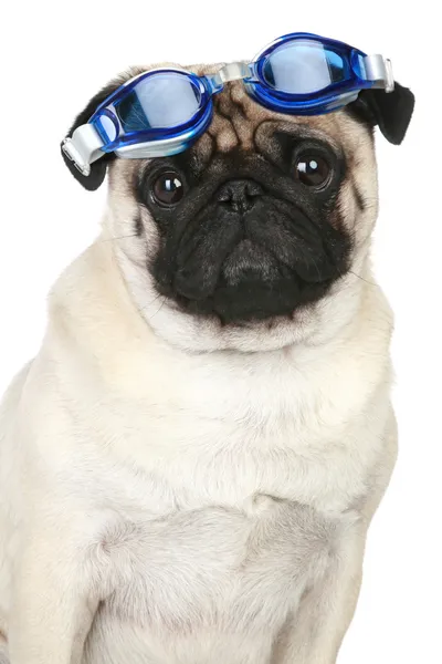 Bir tüplü dalış için mavi gözlük komik pug köpek — Stok fotoğraf