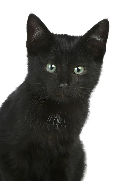 Siyah bir kedi portresi. — Stok fotoğraf