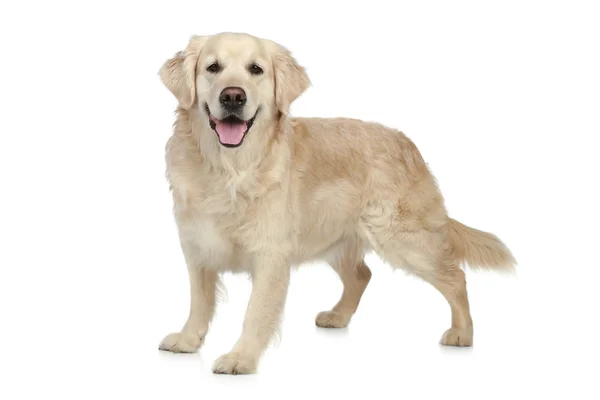 Golden Retriever cão em um fundo branco — Fotografia de Stock