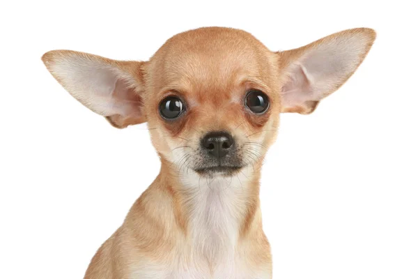 Портрет смешного щенка чихуахуа — стоковое фото