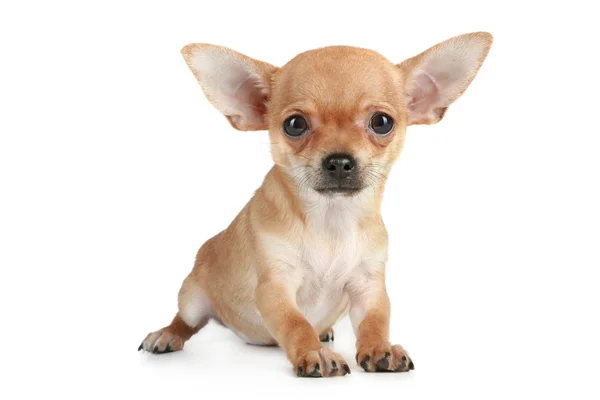 Chihuahua de cachorro engraçado — Fotografia de Stock