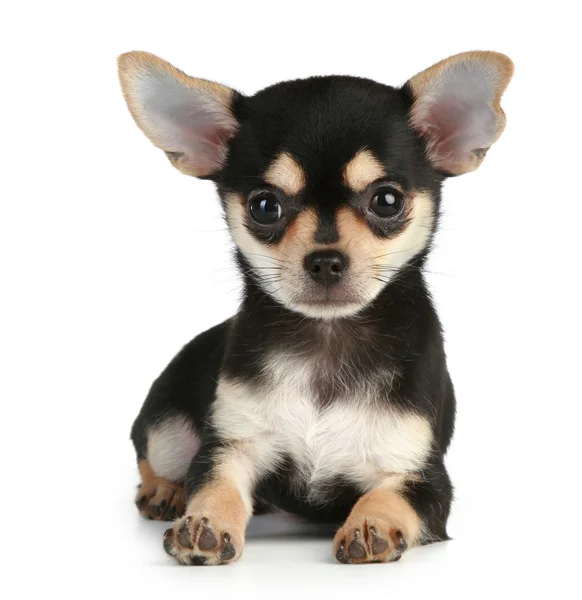 Funny puppy chihuahua lying on white background — Stock Photo, Image