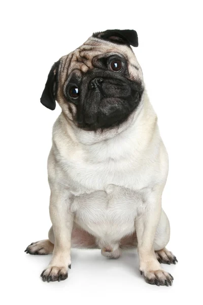 Funny pug cucciolo seduto su uno sfondo bianco — Foto Stock