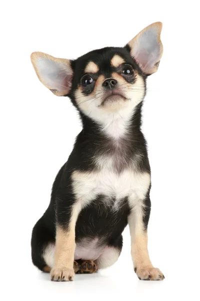 Chihuahua de cachorro engraçado — Fotografia de Stock