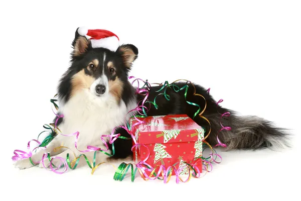 Shetland cane da pastore in cappello di Natale con un regalo — Foto Stock
