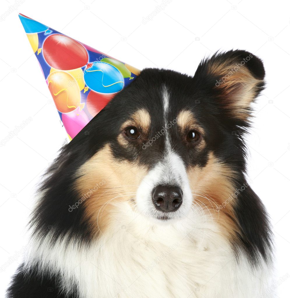 Shetland sheepdog with party hat