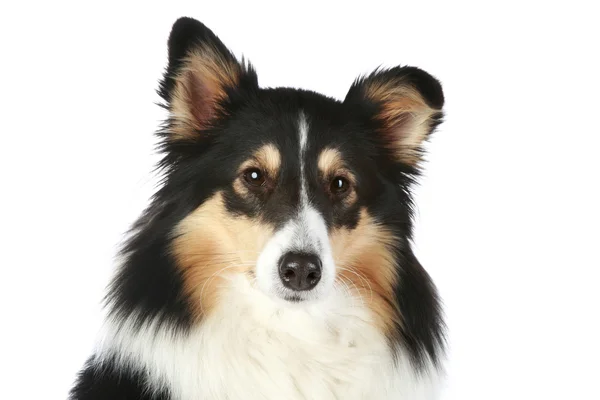 Πορτραίτο σκύλου ράφι — Φωτογραφία Αρχείου