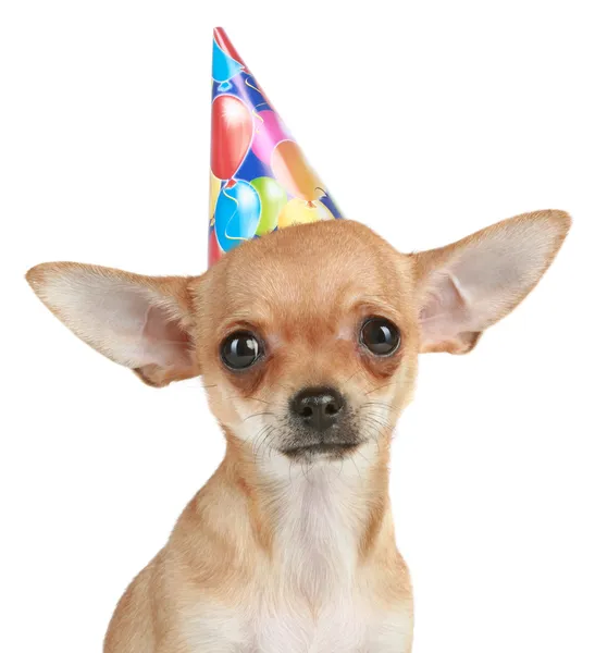Chihuahua cachorro en sombrero de fiesta — Foto de Stock