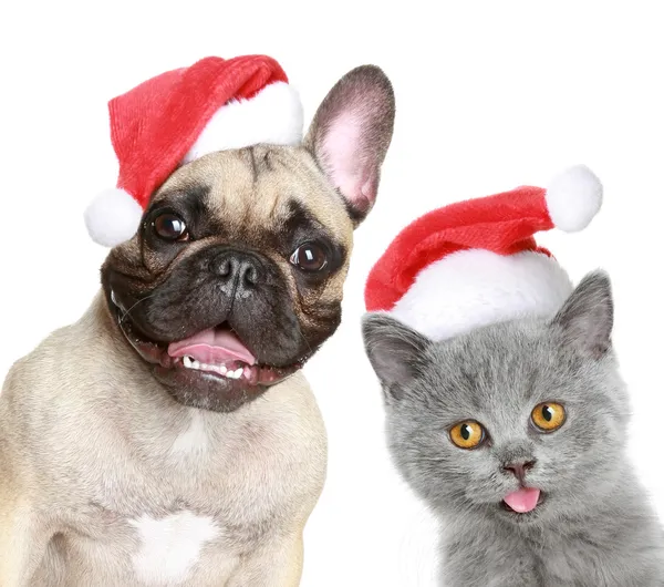 Puppy and kitten in red christmas cap — Stock Photo, Image