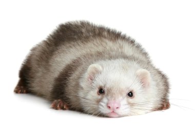 Funny ferret on a white background clipart