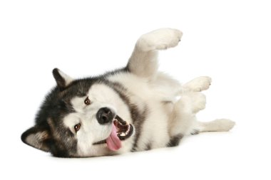 Happy malamute clipart