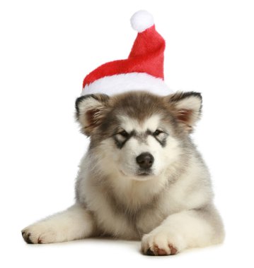 Husky puppy (3 months) in a Christmas cap clipart