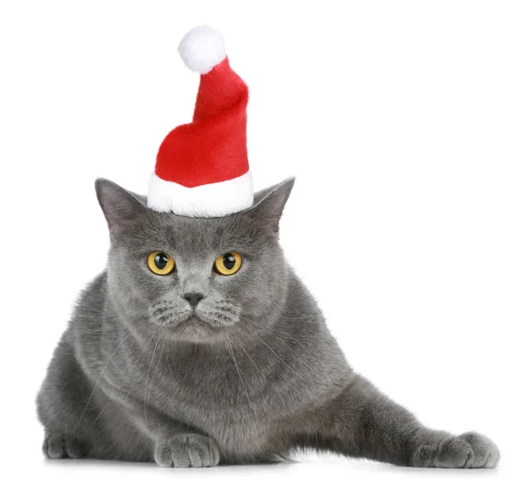 Gato britânico em boné de Natal vermelho — Fotografia de Stock