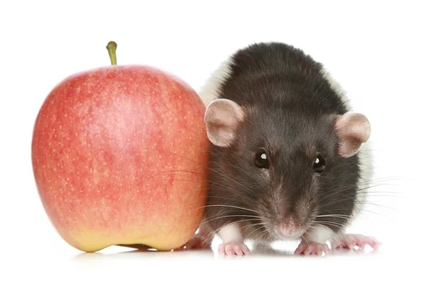 Dekorativa råtta med ett äpple — Stockfoto