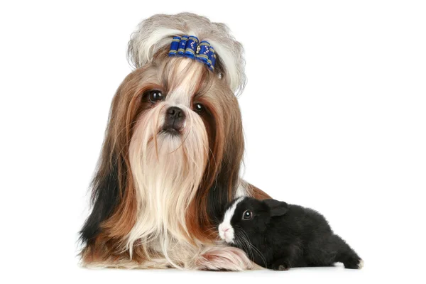 Ши Цзы собака и кролик на белом фоне — стоковое фото