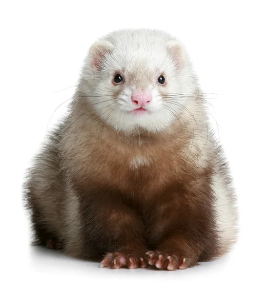 Funny ferret — Stock Photo, Image