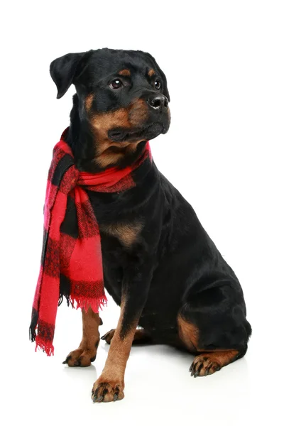 Rottweiler in a red scarf — Stock Photo, Image