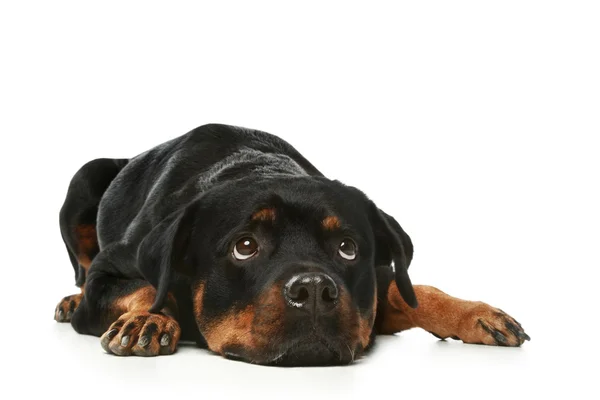 Triste Rottweiler sobre un fondo blanco —  Fotos de Stock