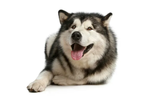 Mutlu malamute — Stok fotoğraf