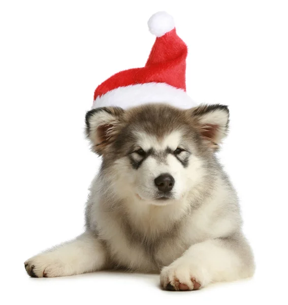 Husky puppy (3 months) in a Christmas cap — Stock Photo, Image