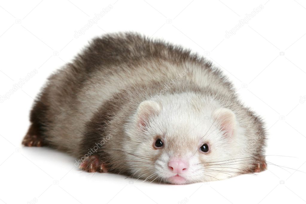 Funny ferret on a white background