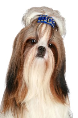 Shih Tzu dog clipart