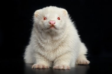 Albino gelincik