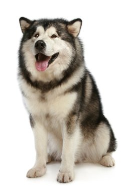 Cheerful malamute clipart