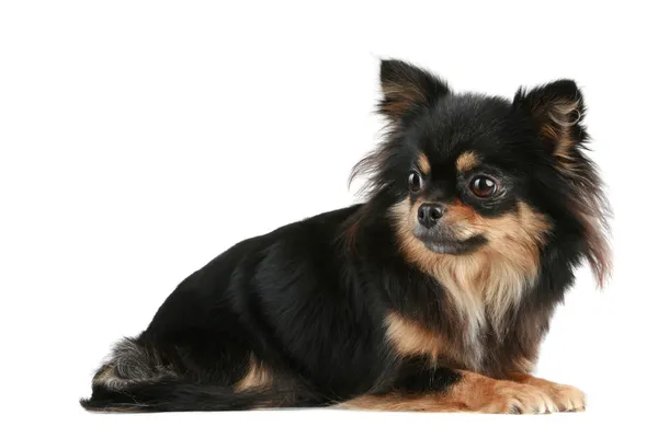 Long-haired Chihuahua — Stock Photo, Image