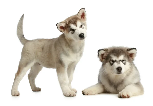 Twee puppies malamute (3 maanden) — Stockfoto