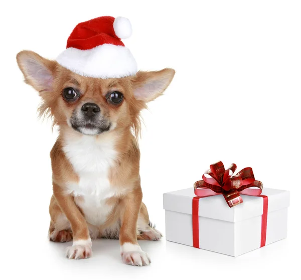 Chihuahua w Boże Narodzenie kapelusz i z prezentem — Zdjęcie stockowe