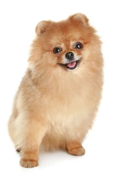 Funny spitz-dog — Stock Photo, Image