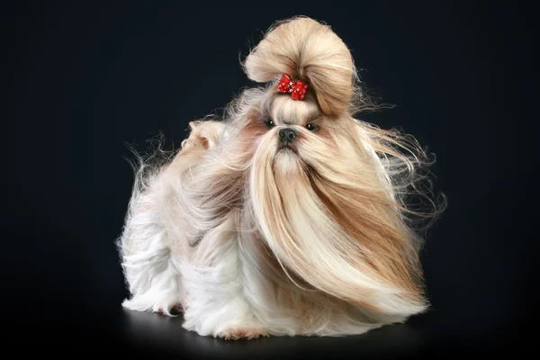 Shih tzu dog, glamouröses Studioshooting — Stockfoto