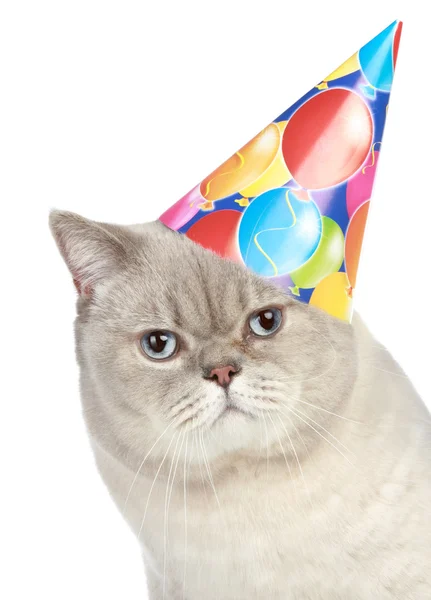 Portrait of a cat with party hat — Stock Photo, Image