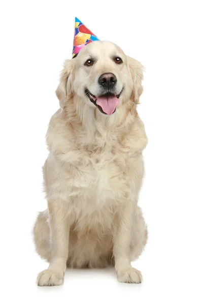 Złoty pies myśliwski w czapkę — Zdjęcie stockowe