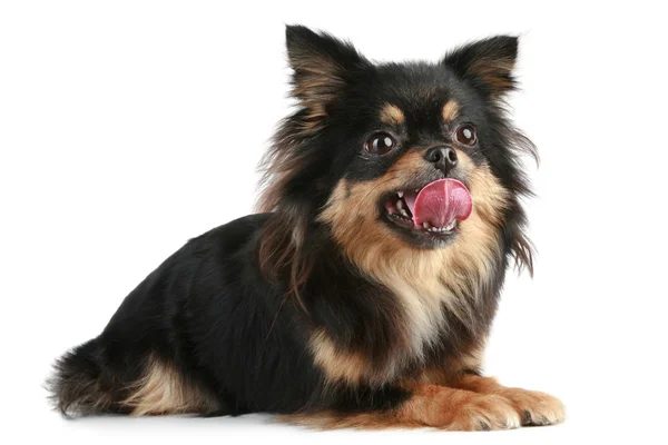Chihuahua de cabelos compridos engraçado — Fotografia de Stock