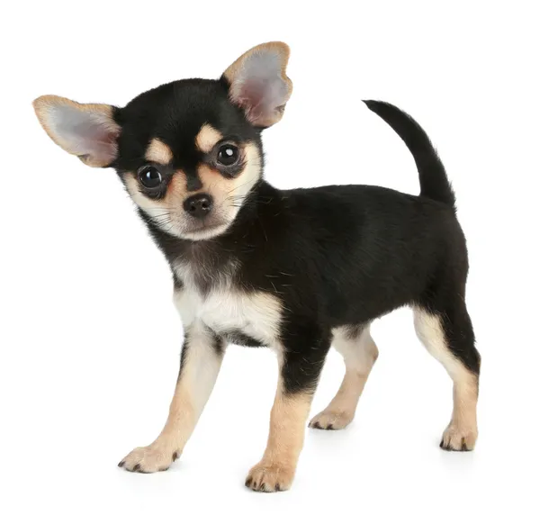Funny puppy Chihuahua (2 months) — Stock Photo, Image