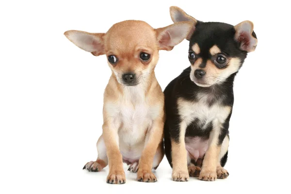 Funny puppies chihuahua (2 months) — Stock Photo, Image