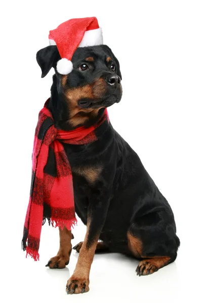 Rottweiler in rosso tappo di Natale su sfondo bianco — Foto Stock