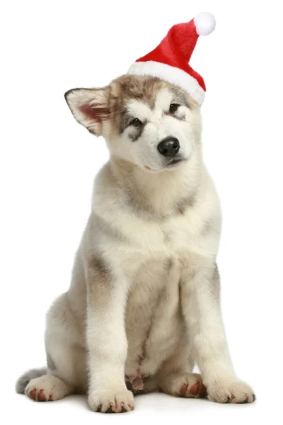Malamute puppy in Christmas hat — Stock Photo, Image