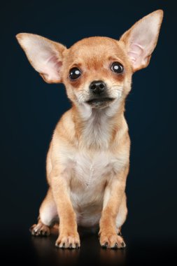 kahverengi korkmuş chihuahua yavrusu