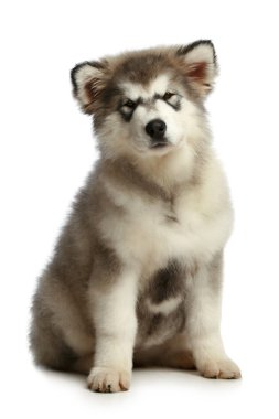 Alaskan malamute köpek yavrusu