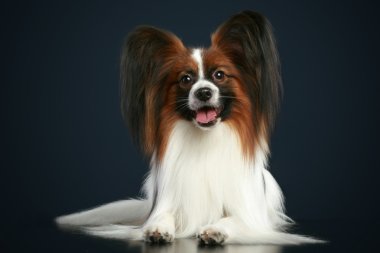 Beautiful papillon dog clipart