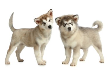 Two Alaskan malamute breed puppy (3 months) clipart