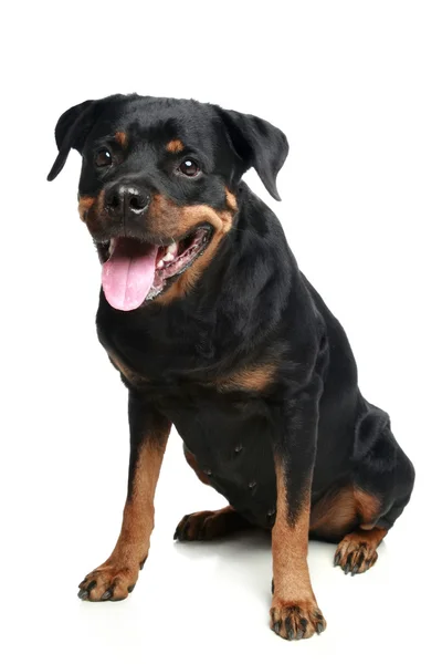 Rottweiler cão sentado — Fotografia de Stock