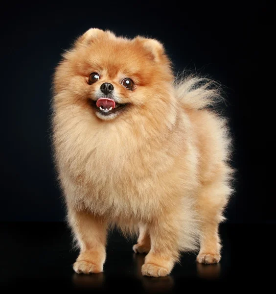 Σκύλος αστεία spitz — Φωτογραφία Αρχείου