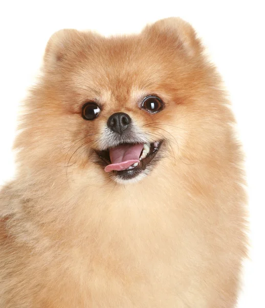 Egy spicc kutya közeli portréja — Stock Fotó