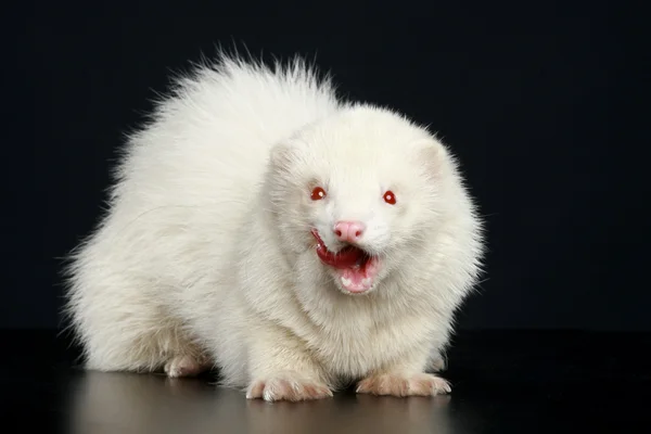 Hurón albino — Foto de Stock