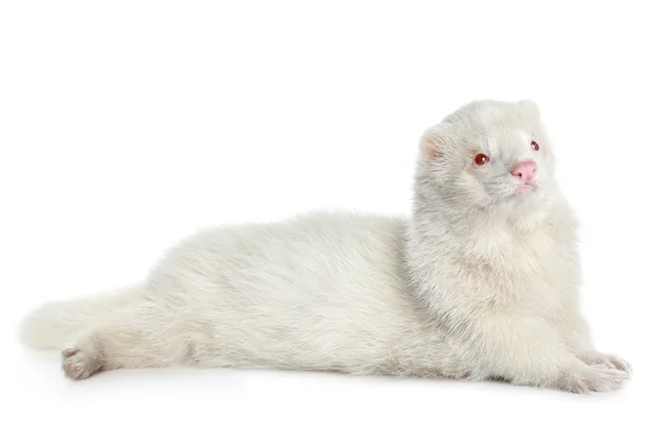Albino ferret — Stockfoto
